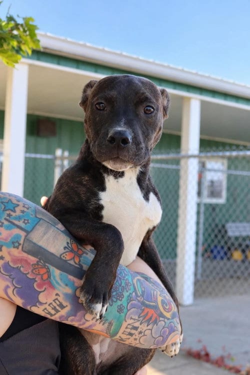 Photo of Marisol, adoptable Pit Bull Terrier in AUSTIN, Minnesota