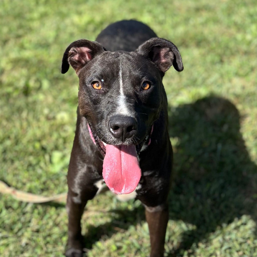 Photo of Beth, adoptable Terrier, Pit Bull / Mixed Breed (Medium) in Nashville, Indiana