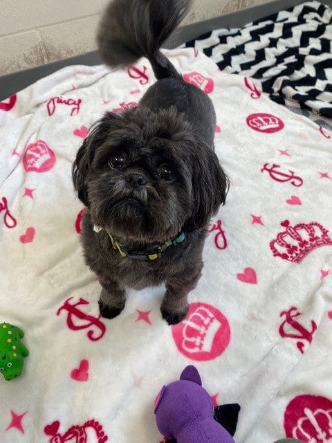 Photo of Harley, adoptable Shih Tzu in Fort Wayne, Indiana