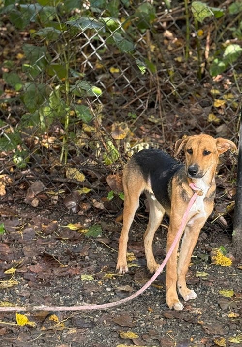 Photo of Forrest, adoptable Terrier in Elmsford, New York