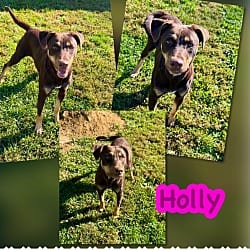 Photo of Holly, adoptable Mixed Breed (Medium) in Blountville, Tennessee