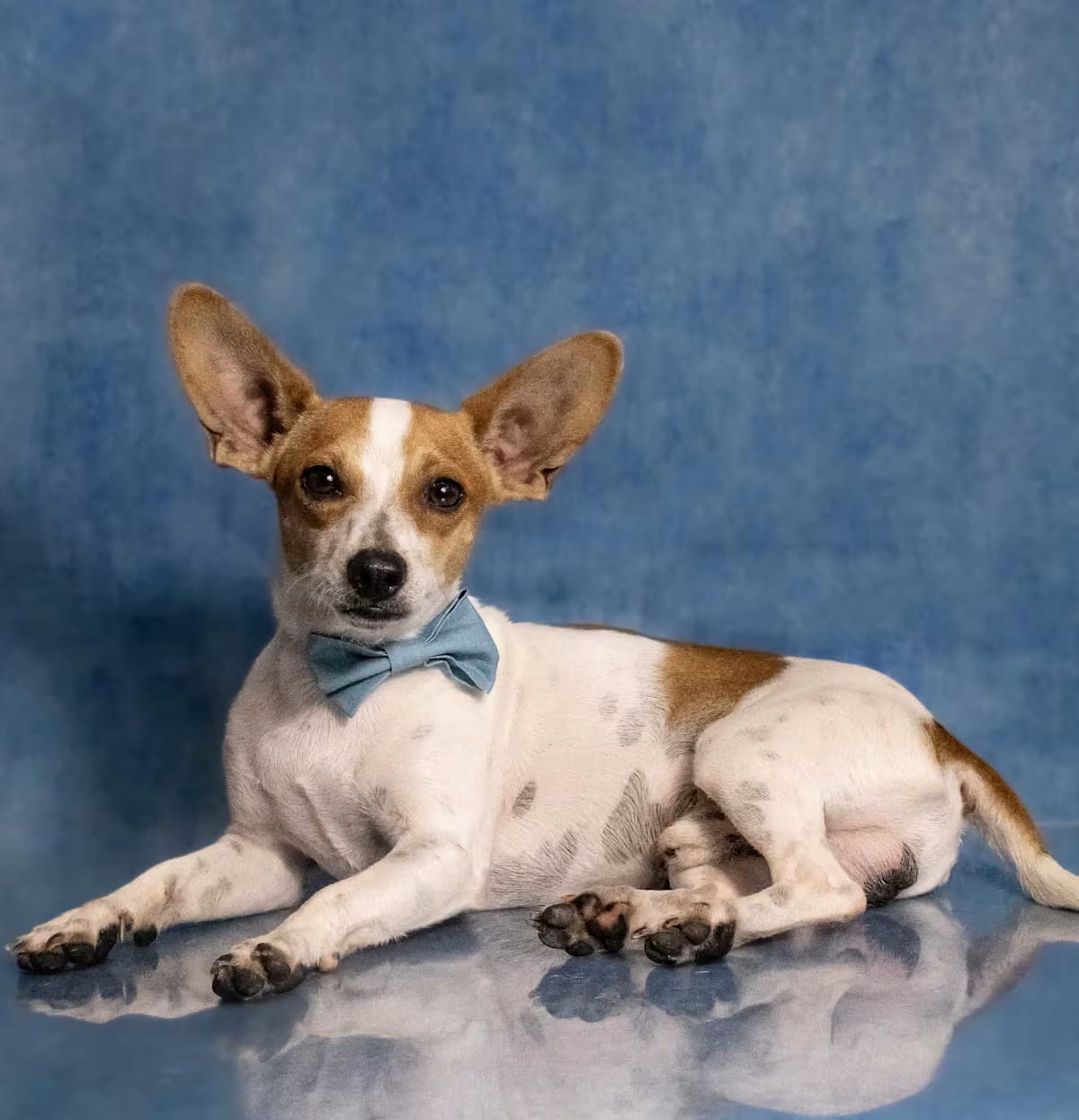 Photo of Zach, adoptable Rat Terrier Terrier (Unknown Type, Small) in Glastonbury, Connecticut
