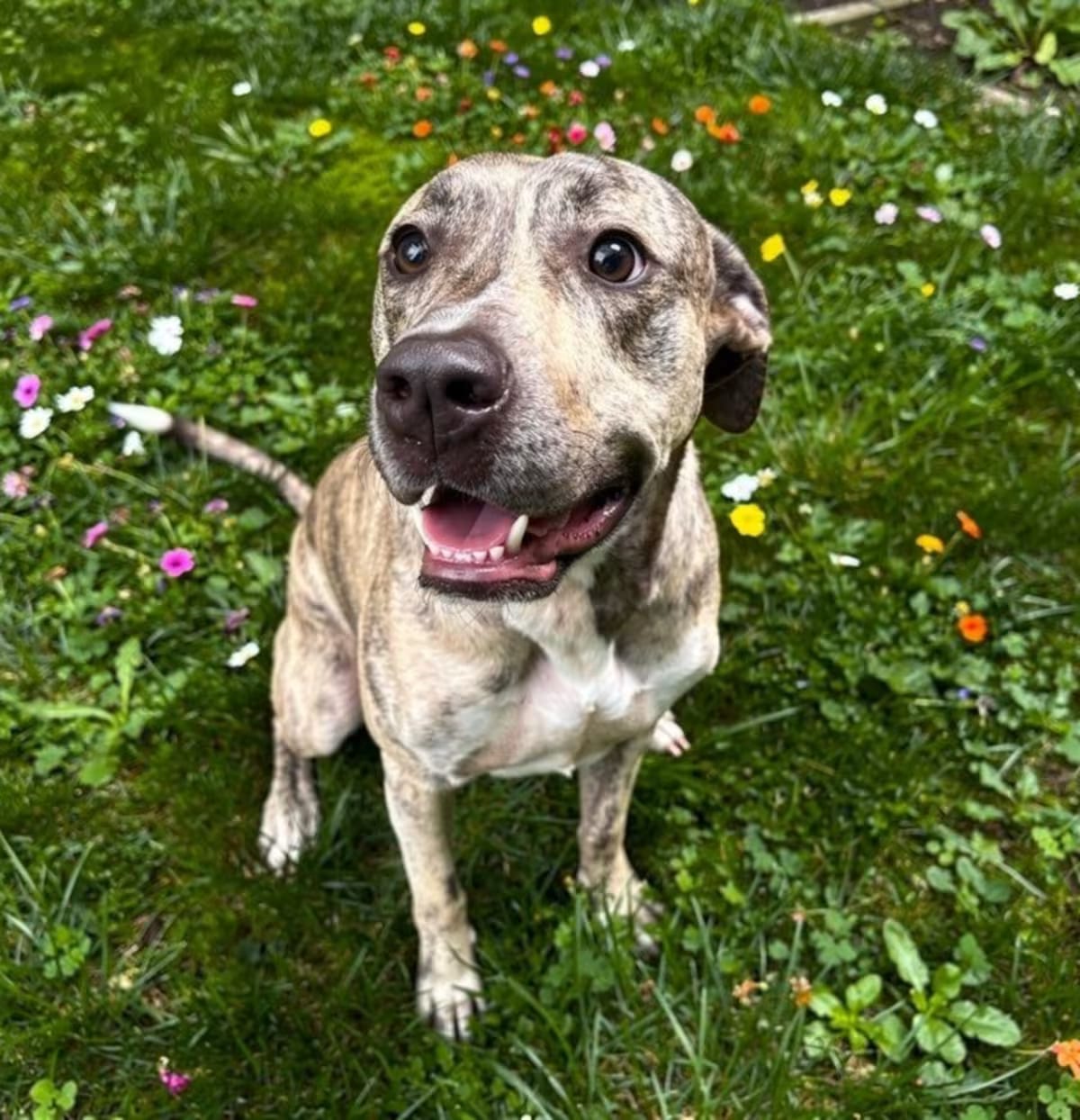 Photo of Bodhi, adoptable Plott Hound/Mixed Breed (Medium) in Sebastian, Florida