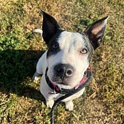 Photo of Matsu, adoptable Mixed Breed (Medium) in Fort Collins, Colorado
