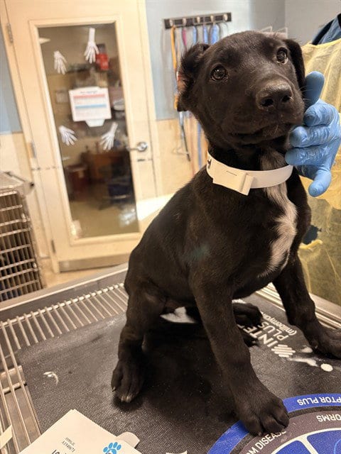 Photo of Julie, adoptable Labrador Retriever in Riverside, California