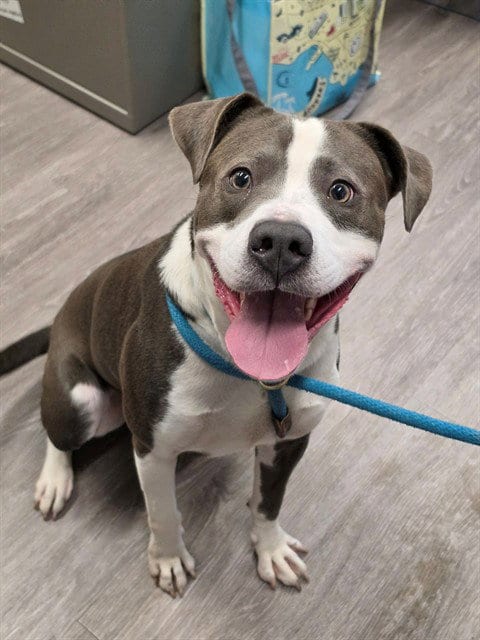 Photo of Reacher, adoptable Pit Bull Terrier in St Peters, Missouri