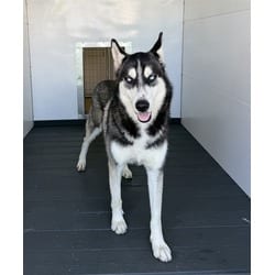 Photo of Jimmy, adoptable Husky in San Bernardino, California