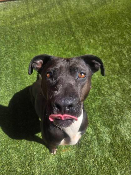 Photo of Velvet, adoptable dog in Farmington, New Mexico