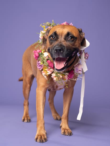 Photo of Fye, adoptable dog in Atlanta, Georgia
