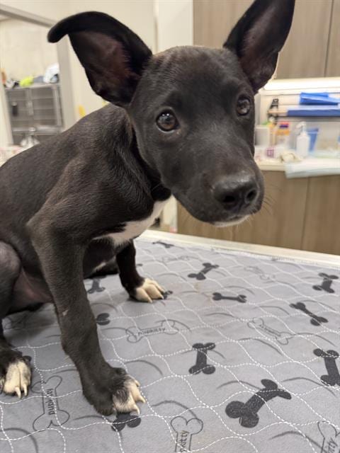 Photo of Bruce Wayne, adoptable American Pit Bull Terrier in Baytown, Texas