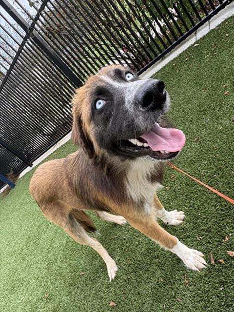 Photo of Moose, adoptable Australian Shepherd in Baytown, Texas