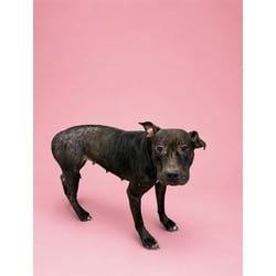Photo of Sheka, adoptable Terrier (Unknown Type, Medium) in Doral, Florida
