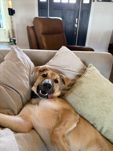 Photo of Glenn, adoptable German Shepherd Dog in Houston, Texas
