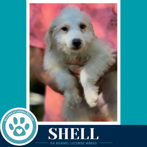 Photo of Shell (Seashore Squad) 101726, adoptable Poodle (unknown type) in Kimberton, Pennsylvania