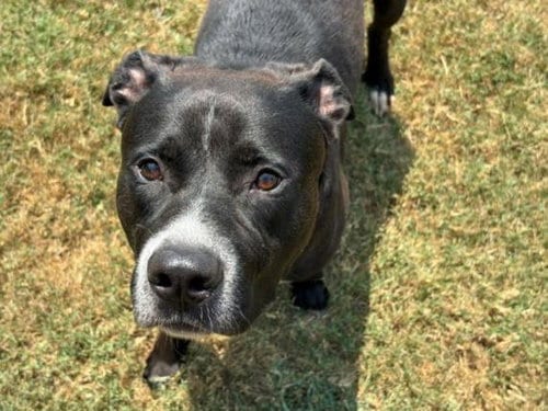 Photo of Marco, adoptable Pit Bull Terrier in Tulsa, Oklahoma