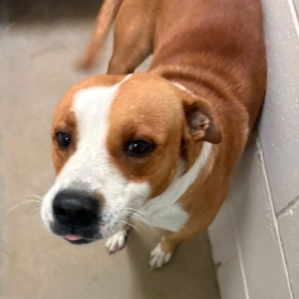 Photo of Crash- 100502U, adoptable Hound / Mixed Breed (Medium) in Tupelo, Mississippi