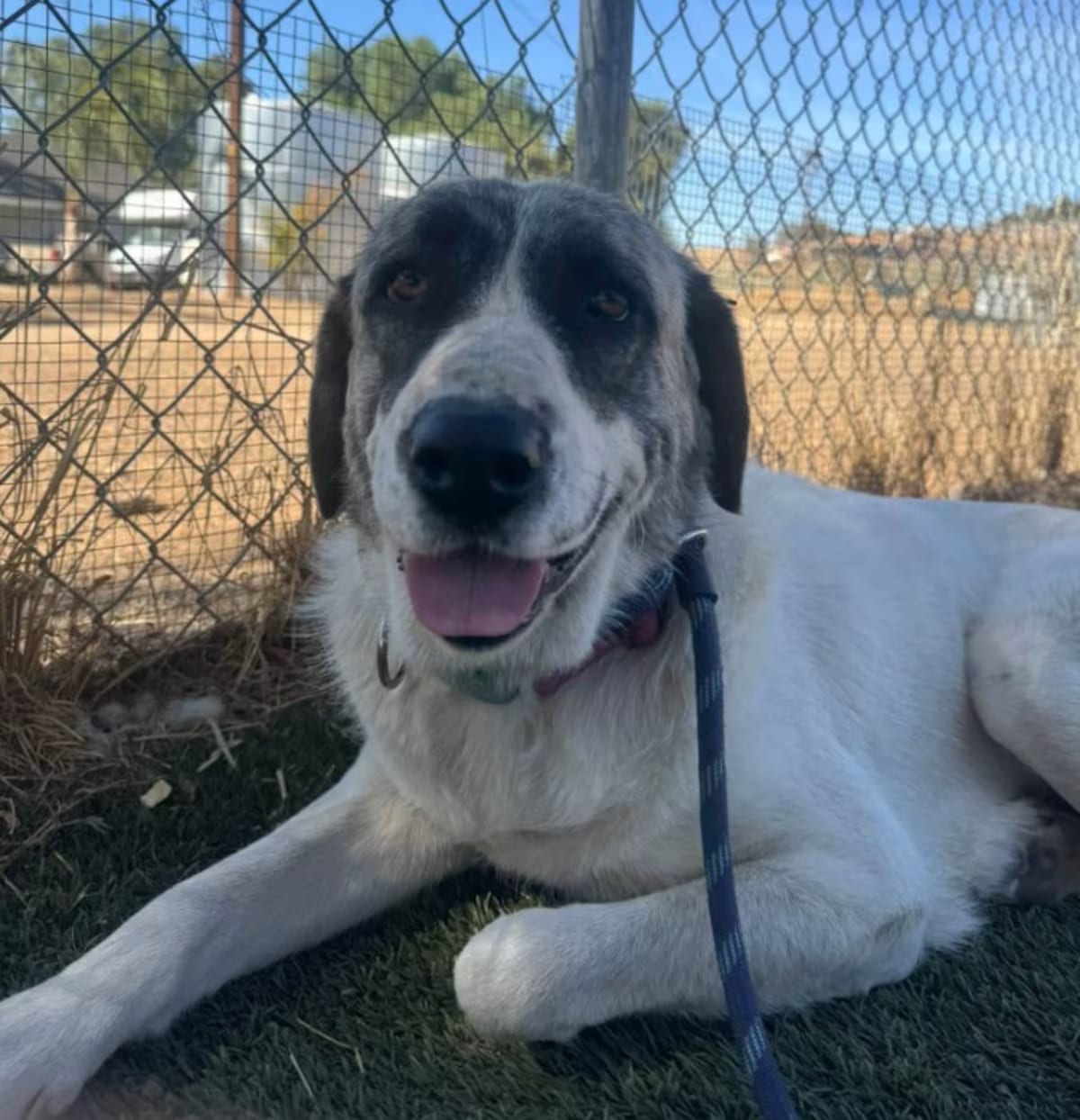 Photo of Nuna, adoptable Anatolian Shepherd in Agua Dulce, California