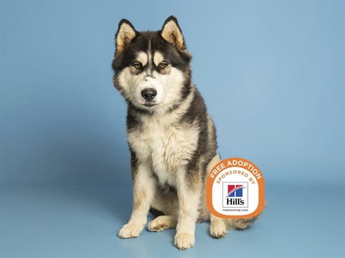Photo of Bobby, adoptable Husky in Phoenix, Arizona