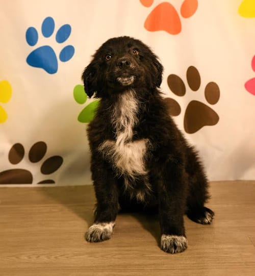 Photo of Jake, adoptable Great Pyrenees in Brooklyn Center, Minnesota