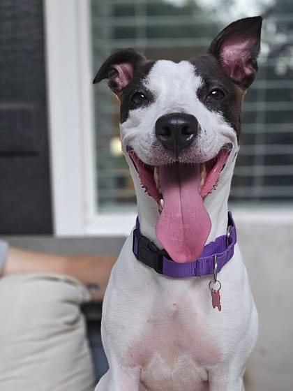 Photo of Desiah, adoptable dog in Atlanta, Georgia