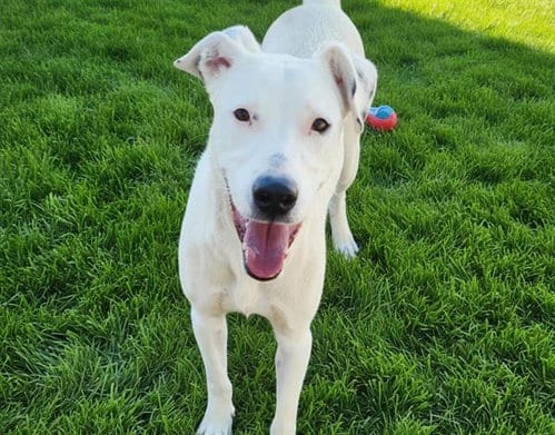 Photo of Jellybean, adoptable Labrador Retriever in Albuquerque, New Mexico