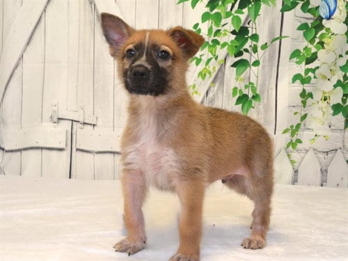 Photo of Graham, adoptable Australian Kelpie in Oroville, California