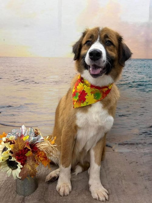 Photo of Lucy - At shelter, adoptable Anatolian Shepherd in Rustburg, Virginia