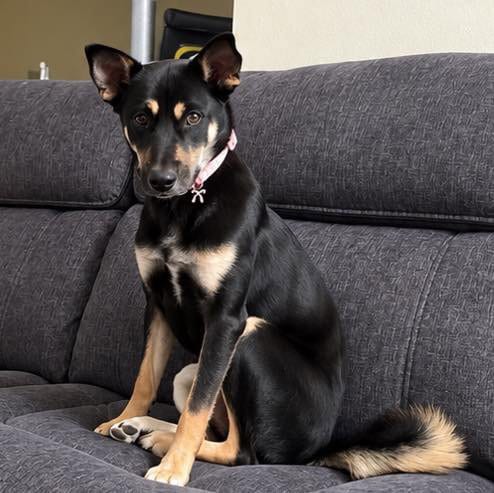 Photo of Melody, adoptable Shepherd in Mobile, Alabama