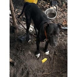 Photo of Midnight, adoptable Terrier (Unknown Type, Medium) in Doral, Florida