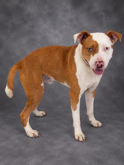 Photo of A1283752, adoptable Bulldog in Winter Haven, Florida