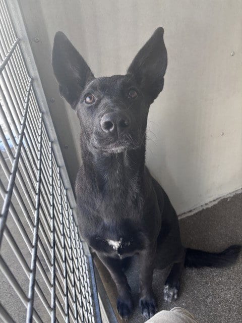 Photo of Owen, adoptable German Shepherd Dog in San Bernardino, California