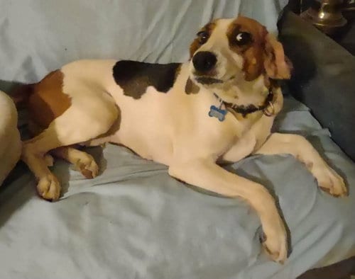 Photo of Loretta, adoptable Hound in Rustburg, Virginia