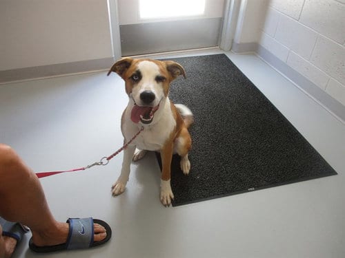 Photo of A391323, adoptable Catahoula Leopard Dog in Ocala, Florida