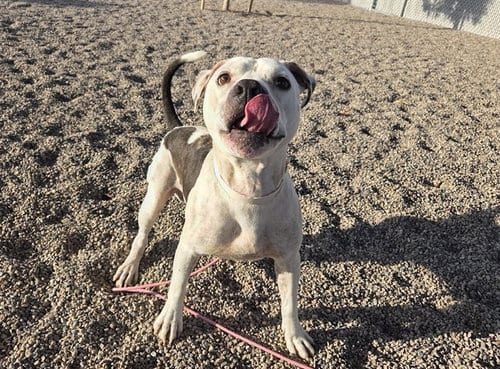 Photo of Roger, adoptable American Pit Bull Terrier in Mesa, Arizona