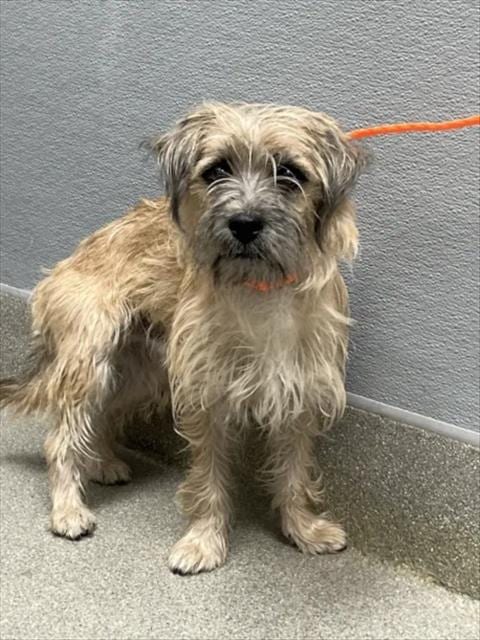 Photo of Max, adoptable Terrier in Las Vegas, Nevada
