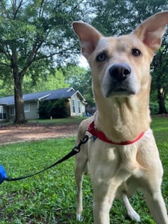 Photo of Great Blue Heron, adoptable dog in Atlanta, Georgia