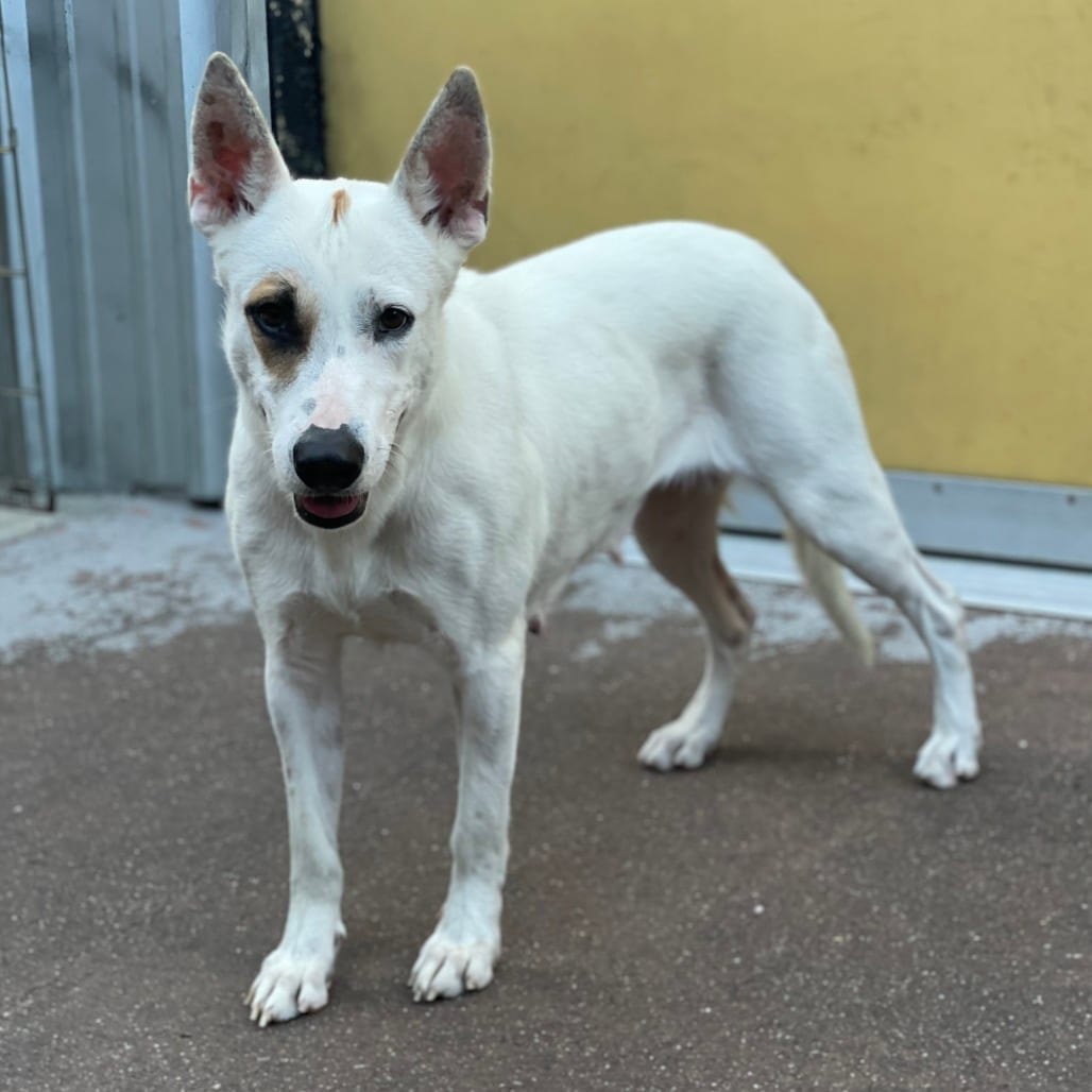 Photo of Linda, adoptable Mixed Breed (Medium) in San Francisco, California