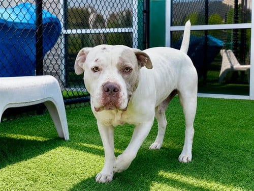 Photo of Ruffle, adoptable Pit Bull Terrier in Dallas, Texas