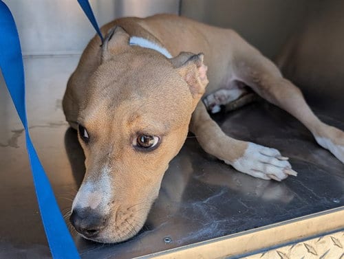 Photo of Nugget, adoptable American Pit Bull Terrier in Mesa, Arizona