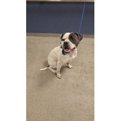 Photo of Chauncey, adoptable American Bulldog in Doral, Florida