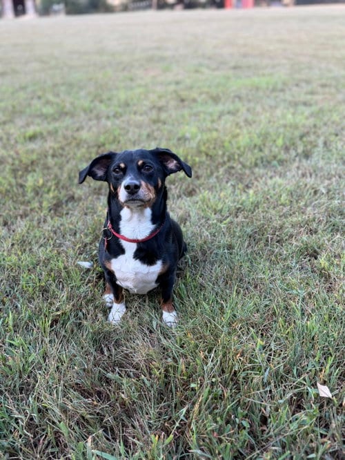 Photo of Bridgett, adoptable Dachshund in Nashville, Tennessee