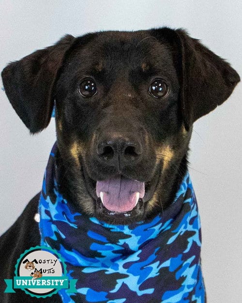 Photo of Orson, adoptable Labrador Retriever in Kennesaw, Georgia