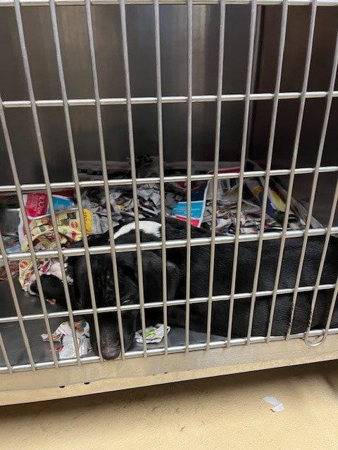 Photo of Pepperoni, adoptable Labrador Retriever in Lacombe, Louisiana