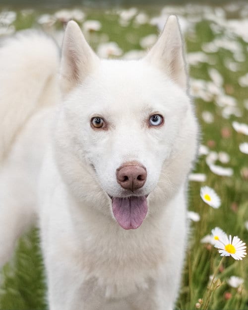 Photo of Avalanche, adoptable Husky in Holbrook, New York