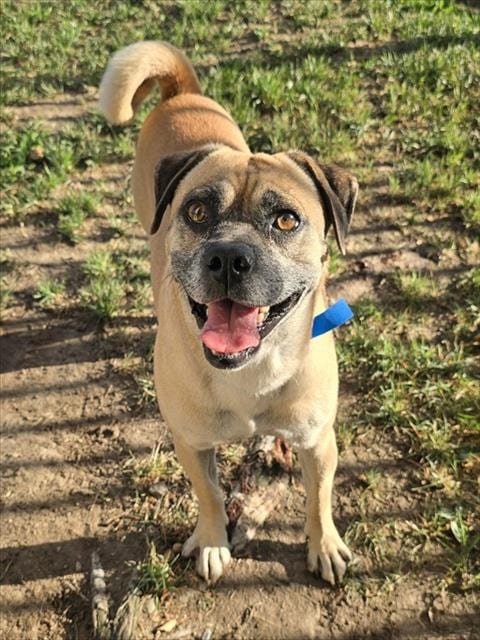 Photo of Noodle, adoptable Pug in Riverside, California