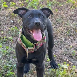 Photo of Raven, adoptable Belgian Malinois Mixed Breed (Medium) in Overland Park, Kansas