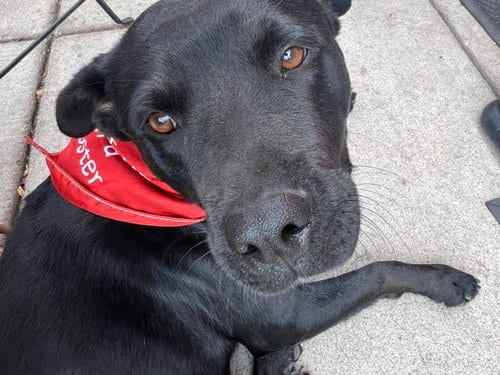 Photo of Betty, adoptable Black Labrador Retriever in Evergreen, Colorado
