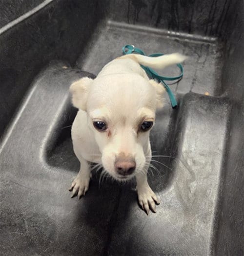 Photo of Penny, adoptable Chihuahua in Phoenix, Arizona