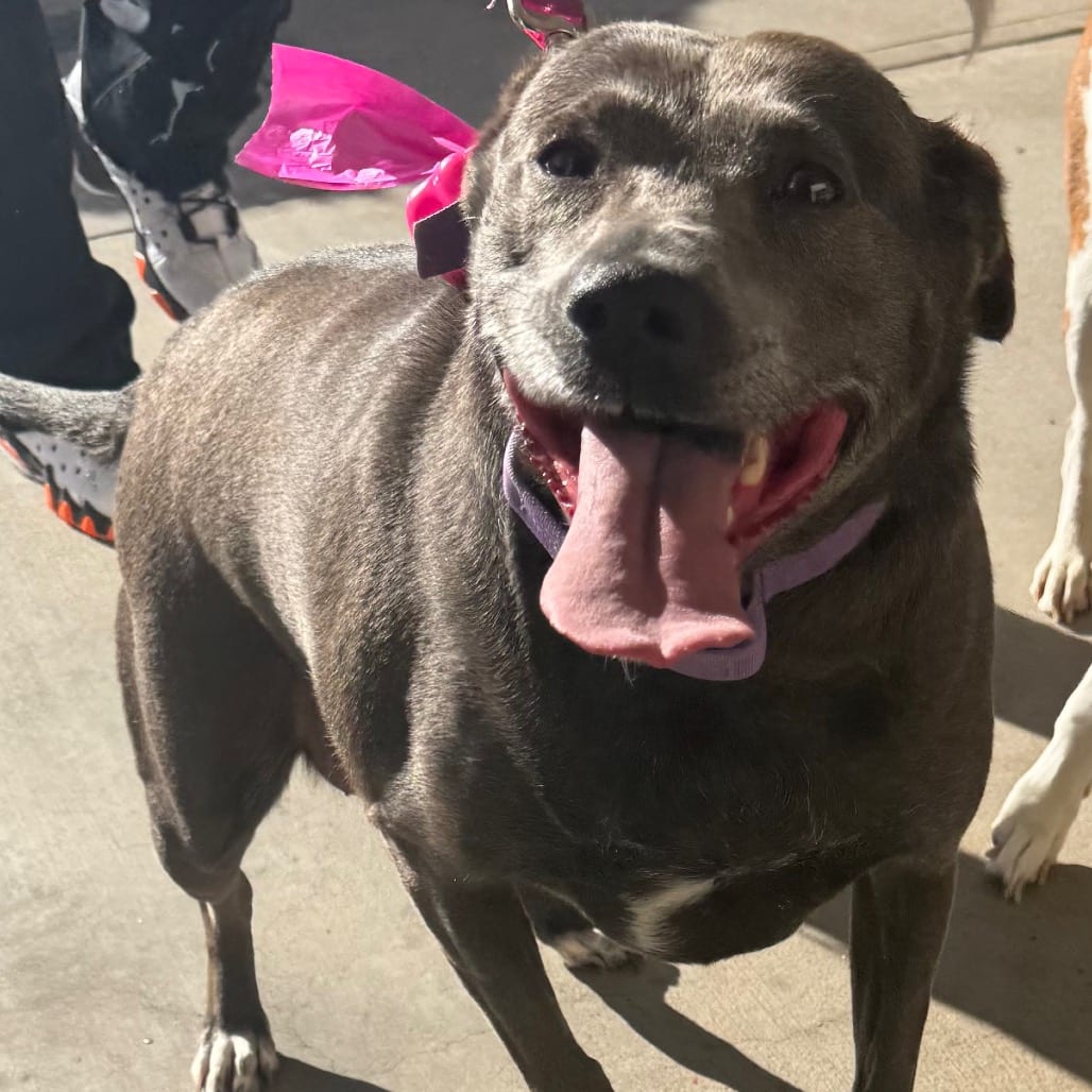 Photo of Sheba, adoptable Mixed Breed (Medium) in Winston-Salem, North Carolina