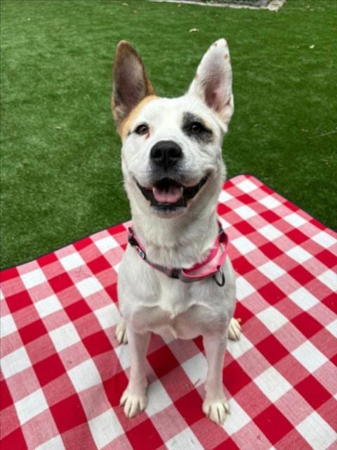 Photo of Ginger, adoptable Akita in Chapel Hill, North Carolina